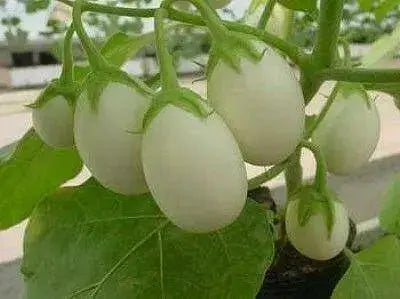 Ornamental Eggplant Golden Eggs  -  Solanum Melongena - Caribbean garden seed