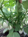 Ornamental Eggplant Golden Eggs  -  Solanum Melongena - Caribbean garden seed