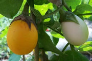 Ornamental Eggplant Golden Eggs  -  Solanum Melongena - Caribbean garden seed