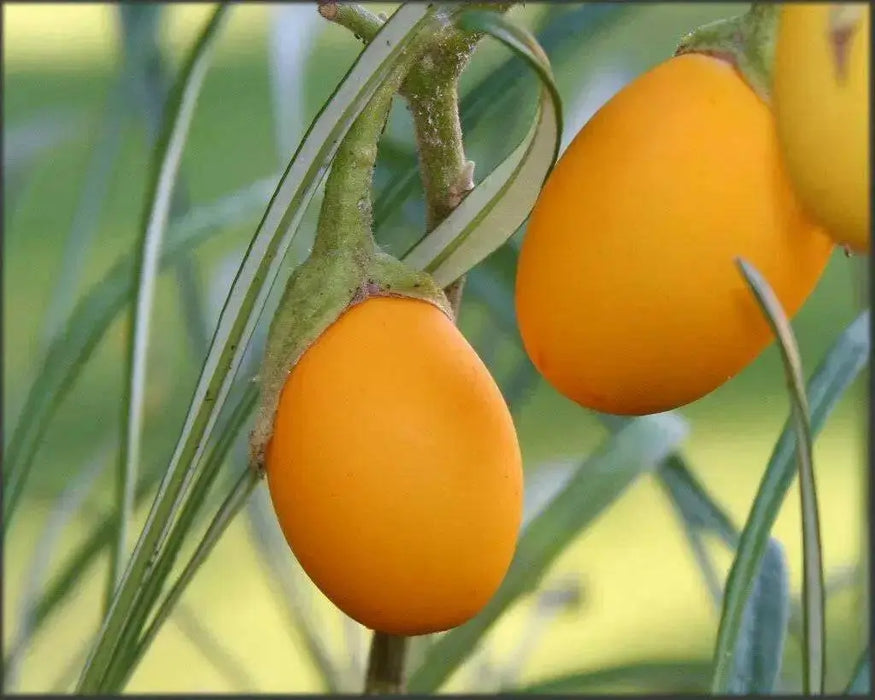 Ornamental Eggplant Golden Eggs  -  Solanum Melongena - Caribbean garden seed
