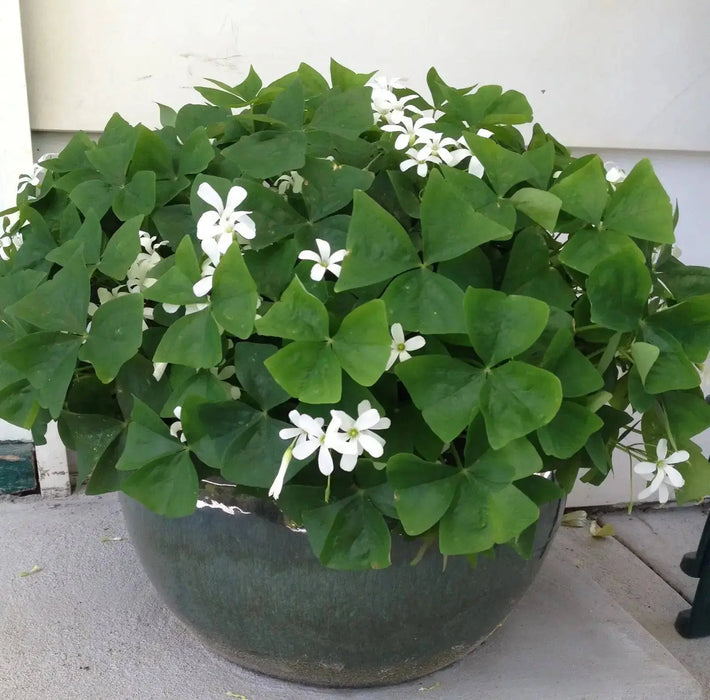 Oxalis regnellii ( bulbs) WHITE FLOWERS Shamrocks - Caribbean garden seed