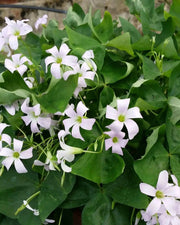 Oxalis regnellii ( bulbs) WHITE FLOWERS Shamrocks - Caribbean garden seed