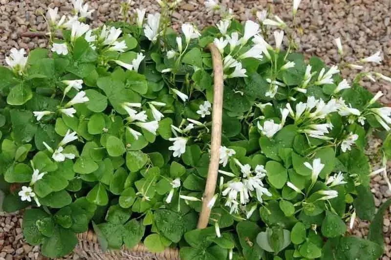 Oxalis regnellii ( bulbs) WHITE FLOWERS Shamrocks - Caribbean garden seed