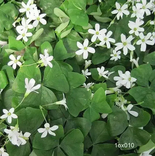 Oxalis regnellii ( bulbs) WHITE FLOWERS Shamrocks - Caribbean garden seed