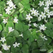 Oxalis regnellii ( bulbs) WHITE FLOWERS Shamrocks - Caribbean garden seed