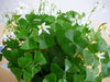 Oxalis regnellii ( bulbs) WHITE FLOWERS Shamrocks - Caribbean garden seed
