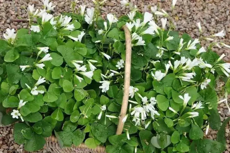 Oxalis regnellii ( bulbs) WHITE FLOWERS Shamrocks - Caribbean garden seed