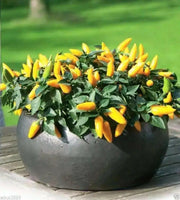OrnamentaL Pepper SEED ,Edible - Caribbean garden seed