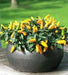 OrnamentaL Pepper SEED ,Edible - Caribbean garden seed