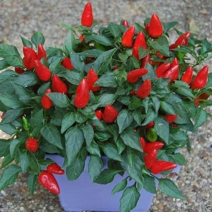 OrnamentaL Pepper SEED ,Edible - Caribbean garden seed