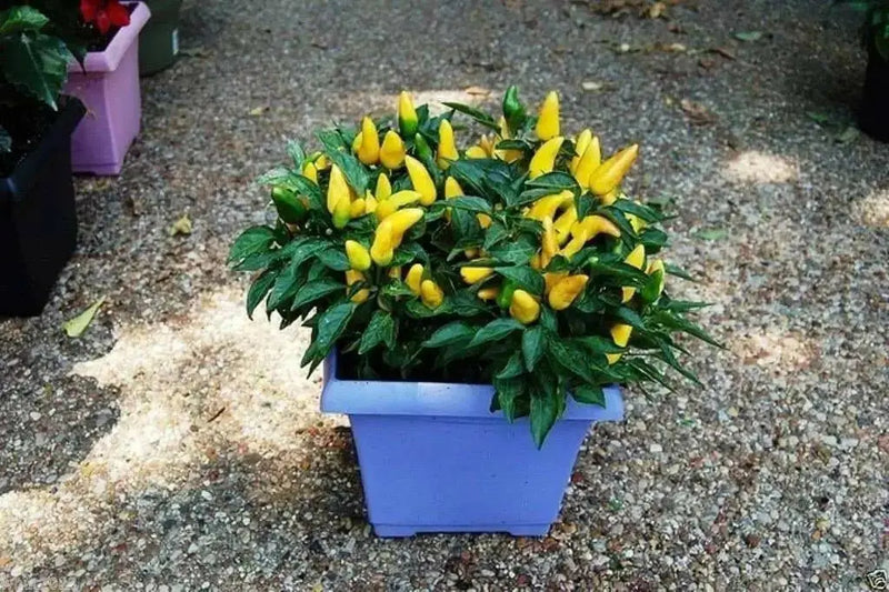 OrnamentaL Pepper SEED ,Edible - Caribbean garden seed