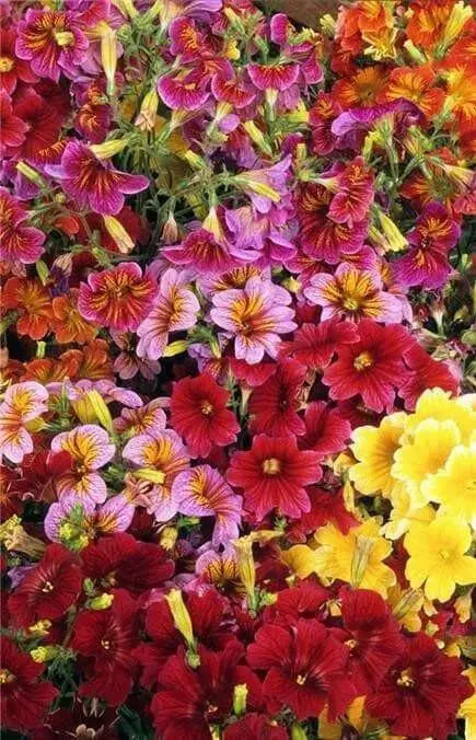 Painted Tongue,Flowers Seed ,Salpiglossis sinuata, - Caribbean garden seed