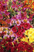 Painted Tongue,Flowers Seed ,Salpiglossis sinuata, - Caribbean garden seed