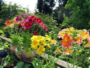 Painted Tongue,Flowers Seed ,Salpiglossis sinuata, - Caribbean garden seed
