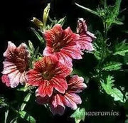 Painted Tongue,Flowers Seed ,Salpiglossis sinuata, - Caribbean garden seed