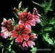 Painted Tongue,Flowers Seed ,Salpiglossis sinuata, - Caribbean garden seed
