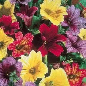 Painted Tongue,Flowers Seed ,Salpiglossis sinuata, - Caribbean garden seed