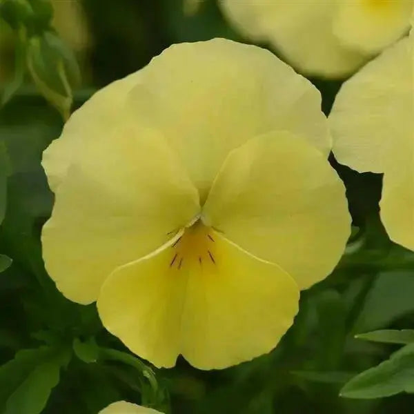 Pansy Lemon Shades (LIVE PLANT) ANNUAL FLOWERS - Caribbean garden seed