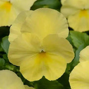 Pansy Lemon Shades (LIVE PLANT) ANNUAL FLOWERS - Caribbean garden seed