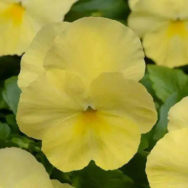 Pansy Lemon Shades (LIVE PLANT) ANNUAL FLOWERS - Caribbean garden seed
