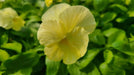 Pansy Lemon Shades (LIVE PLANT) ANNUAL FLOWERS - Caribbean garden seed