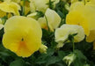 Pansy Lemon Shades (LIVE PLANT) ANNUAL FLOWERS - Caribbean garden seed