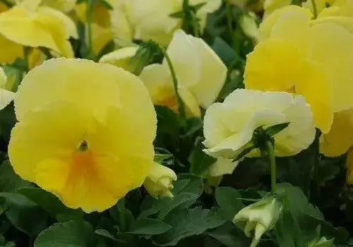 Pansy Lemon Shades (LIVE PLANT) ANNUAL FLOWERS - Caribbean garden seed