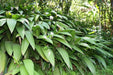 Palm Grass seeds, Setaria palmifolia  , Rare Perennial, ornamental Grass ! - Caribbean garden seed
