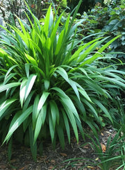 Palm Grass seeds, Setaria palmifolia  , Rare Perennial, ornamental Grass ! - Caribbean garden seed