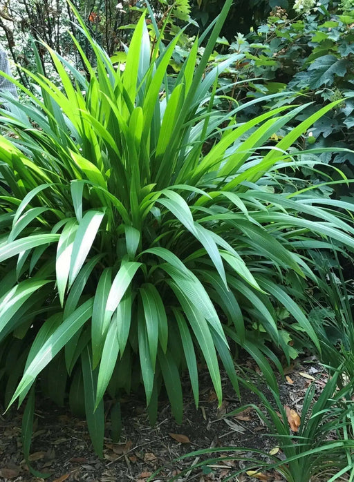 Palm Grass seeds, Setaria palmifolia  , Rare Perennial, ornamental Grass ! - Caribbean garden seed