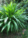Palm Grass seeds, Setaria palmifolia  , Rare Perennial, ornamental Grass ! - Caribbean garden seed