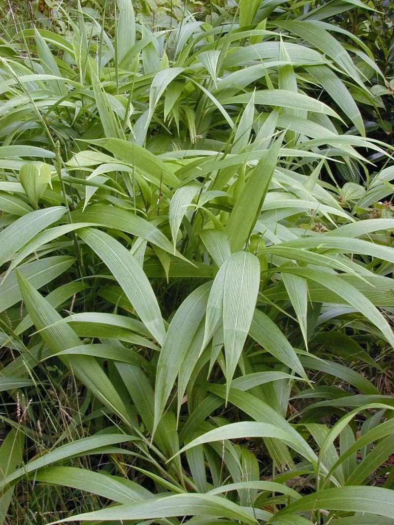 Palm Grass seeds, Setaria palmifolia  , Rare Perennial, ornamental Grass ! - Caribbean garden seed