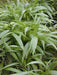Palm Grass seeds, Setaria palmifolia  , Rare Perennial, ornamental Grass ! - Caribbean garden seed