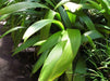 Palm Grass seeds, Setaria palmifolia  , Rare Perennial, ornamental Grass ! - Caribbean garden seed