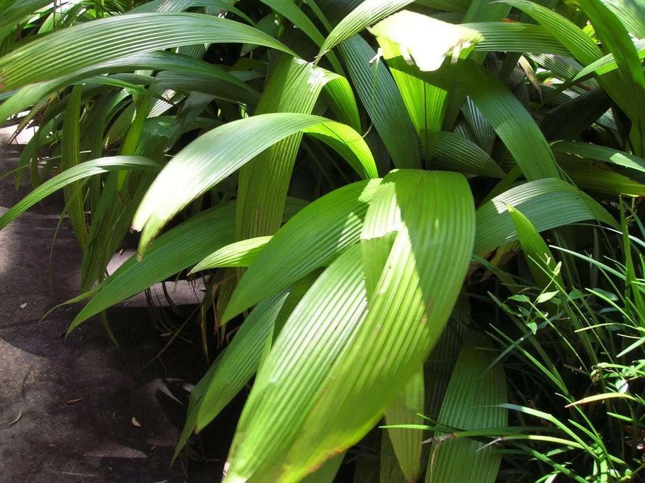 Palm Grass seeds, Setaria palmifolia  , Rare Perennial, ornamental Grass ! - Caribbean garden seed