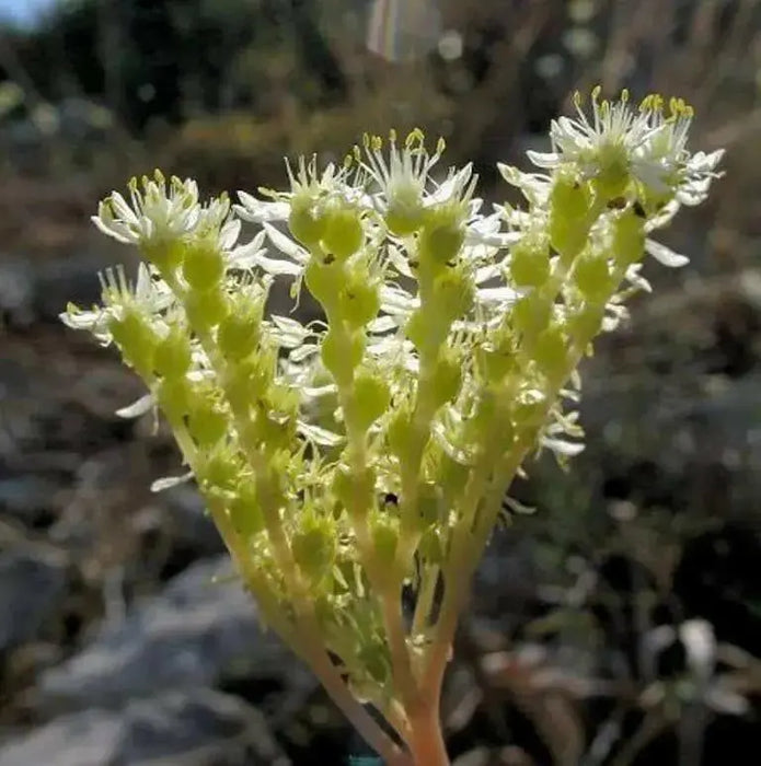 Pale Stonecrop Seeds, (SEDUM sediforme) mat-forming succulent  Perennial - Caribbean garden seed