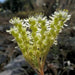 Pale Stonecrop Seeds, (SEDUM sediforme) mat-forming succulent  Perennial - Caribbean garden seed
