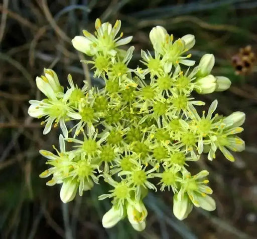 Pale Stonecrop Seeds, (SEDUM sediforme) mat-forming succulent  Perennial - Caribbean garden seed