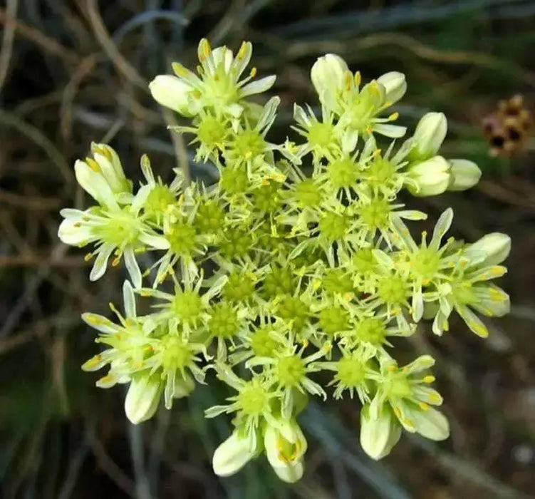 Pale Stonecrop Seeds, (SEDUM sediforme) mat-forming succulent  Perennial - Caribbean garden seed