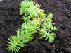 Pale Stonecrop Seeds, (SEDUM sediforme) mat-forming succulent  Perennial - Caribbean garden seed