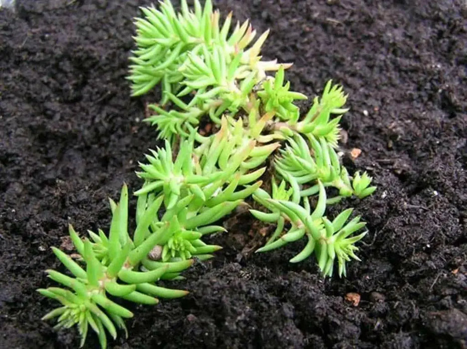 Pale Stonecrop Seeds, (SEDUM sediforme) mat-forming succulent  Perennial - Caribbean garden seed