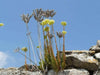 Pale Stonecrop Seeds, (SEDUM sediforme) mat-forming succulent  Perennial - Caribbean garden seed
