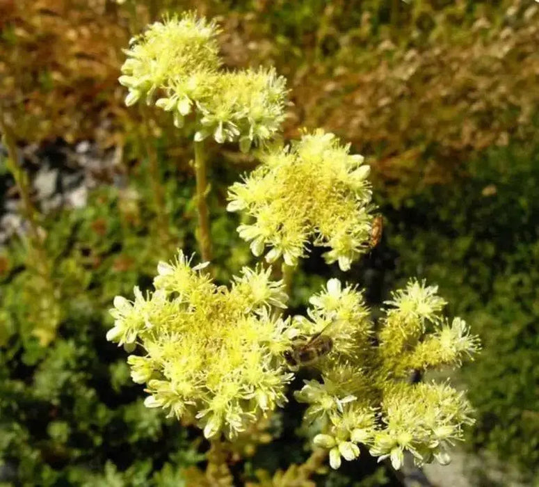 Pale Stonecrop Seeds, (SEDUM sediforme) mat-forming succulent  Perennial - Caribbean garden seed