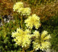 Pale Stonecrop Seeds, (SEDUM sediforme) mat-forming succulent  Perennial - Caribbean garden seed