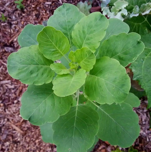 PAPALO HERB SEEDS - (Porophyllum ruderale)  Aromatic - Caribbean garden seed