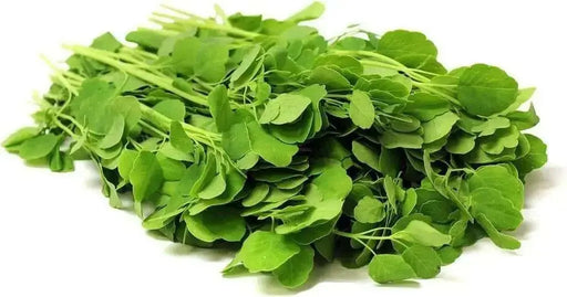 PAPALO HERB SEEDS - (Porophyllum ruderale)  Aromatic - Caribbean garden seed