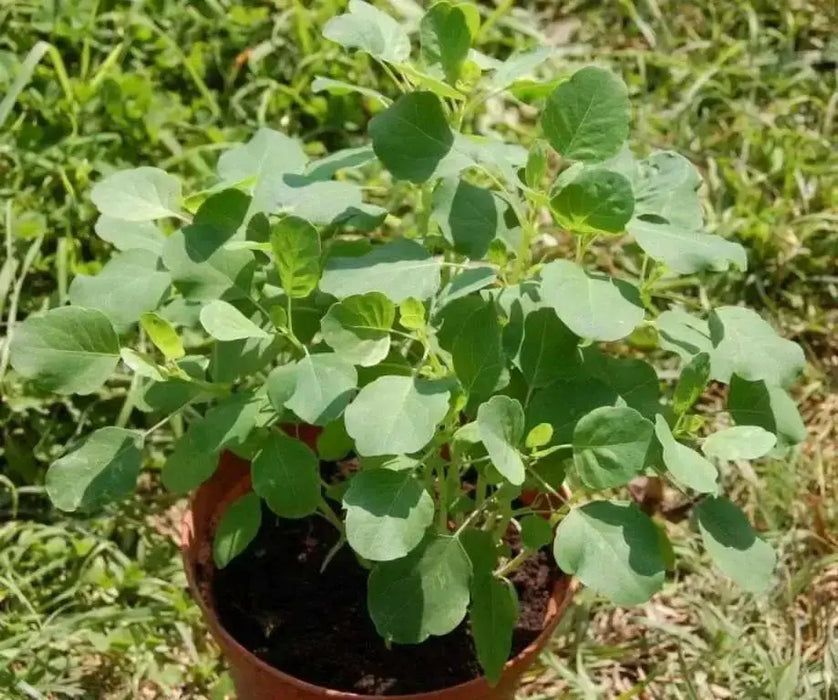 PAPALO HERB SEEDS - (Porophyllum ruderale)  Aromatic - Caribbean garden seed