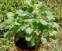 PAPALO HERB SEEDS - (Porophyllum ruderale)  Aromatic - Caribbean garden seed