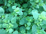 PAPALO HERB SEEDS - (Porophyllum ruderale)  Aromatic - Caribbean garden seed