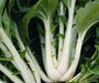 Pak Choi seeds ,bok choy or Chinese white cabbage, Asian Vegetable - Caribbean garden seed